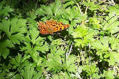 Robert-le-Diable