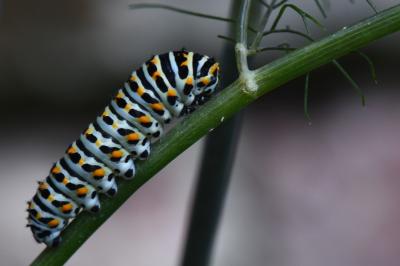 Machaon 