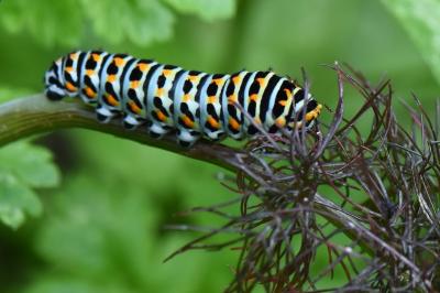 Machaon 