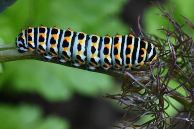 Machaon 