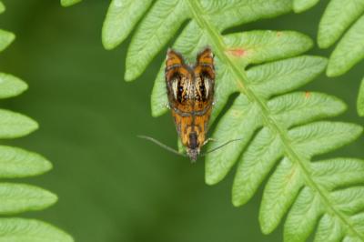 <i>Olethreutes arcuella</i>