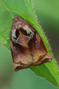 <i>Archips podana</i>