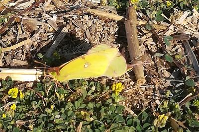 <i>Colias</i>