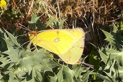 <i>Colias</i>