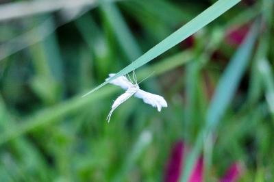<i>Pterophorus pentadactylus</i>