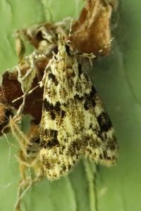<i>Eudonia delunella</i>