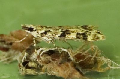 <i>Eudonia delunella</i>