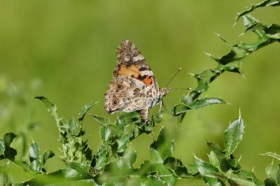 Vanesse des Chardons 