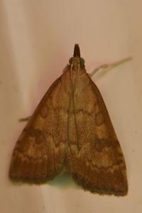 <i>Udea fulvalis</i>