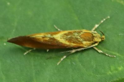 <i>Metalampra</i>
