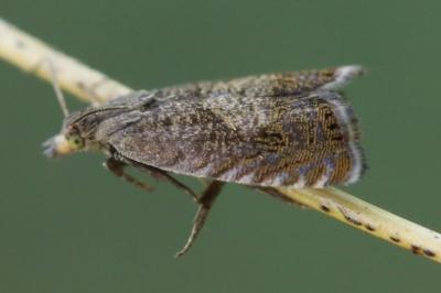 <i>Dichrorampha</i>