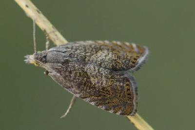 <i>Dichrorampha</i>