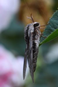 <i>Hyloicus pinastri</i>