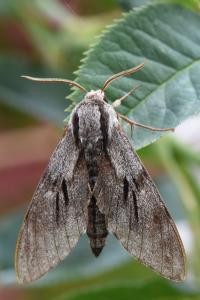 <i>Hyloicus pinastri</i>
