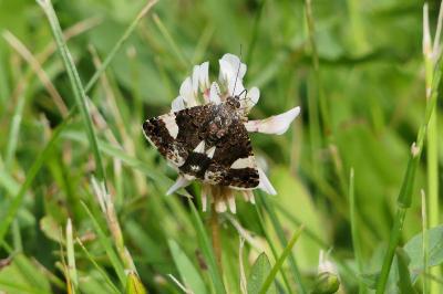 Noctuelle en deuil 