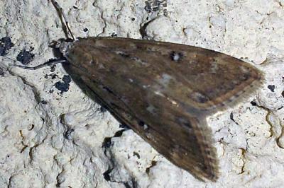 <i>Parapoynx stratiotata</i>