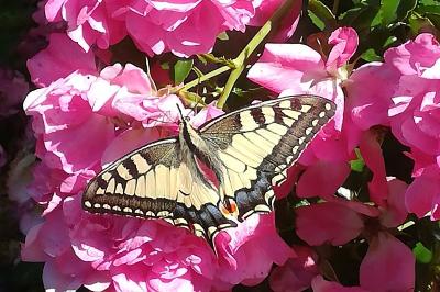 Machaon 