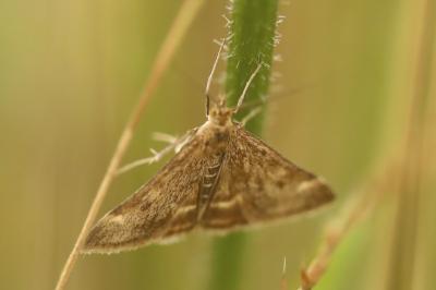 <i>Pyrausta despicata</i>