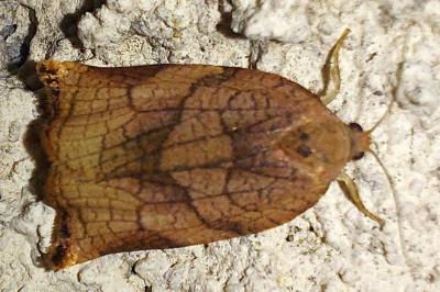 <i>Archips podana</i>