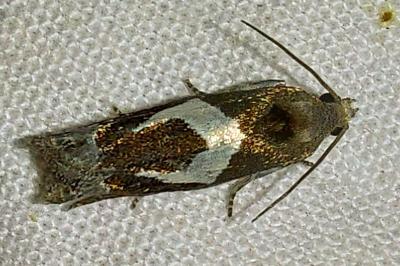 <i>Epiblema foenella</i>