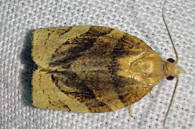 <i>Pandemis cerasana</i>