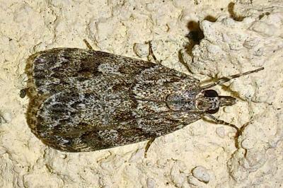 <i>Scoparia basistrigalis</i>