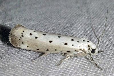 <i>Yponomeuta rorrella</i>
