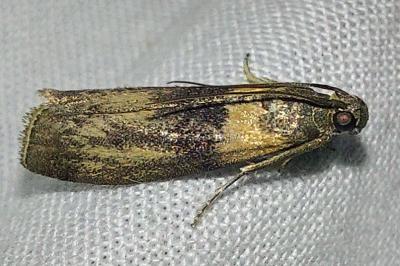 <i>Sciota rhenella</i>