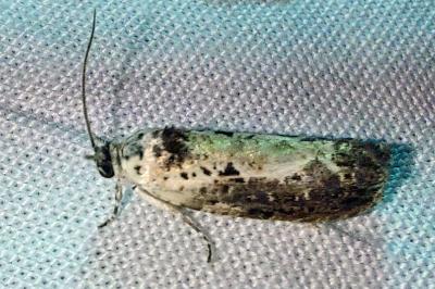 <i>Hedya salicella</i>