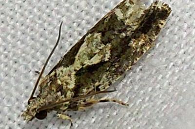 <i>Zeiraphera isertana</i>