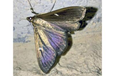Pyrale du buis