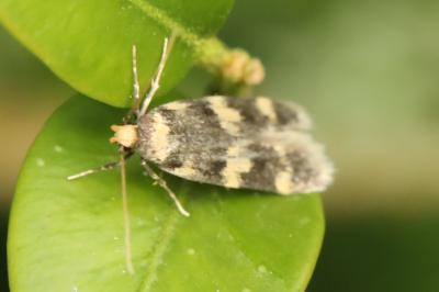 <i>Oegoconia</i>