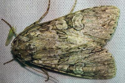Noctuelle nébuleuse 