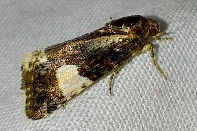 Noctuelle en deuil 