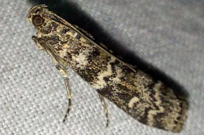 <i>Dioryctria abietella</i>
