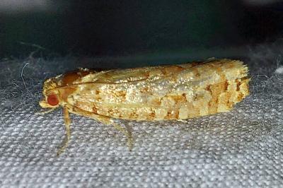 <i>Lozotaeniodes formosana</i>