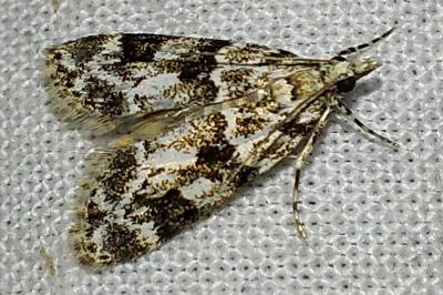 <i>Eudonia delunella</i>