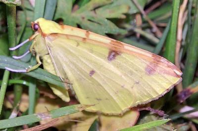 Opisthograptis luteolata
