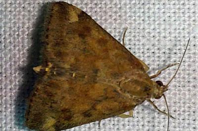 <i>Pyrausta despicata</i>
