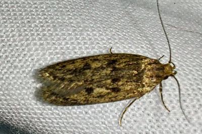 <i>Hofmannophila pseudospretella</i>