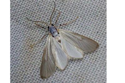 <i>Acentria ephemerella</i>
