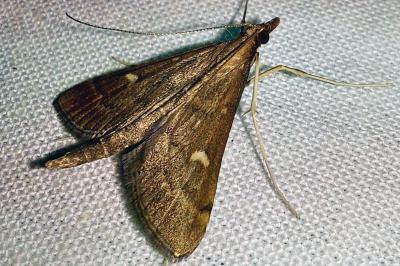 <i>Dolicharthria punctalis</i>