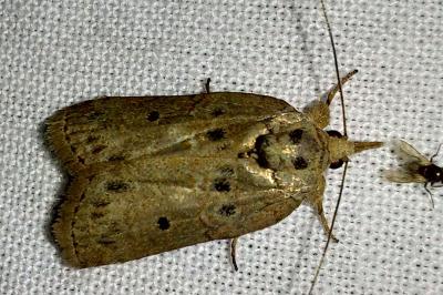 Sarrothripe de Revay 