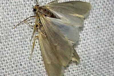 <i>Acentria ephemerella</i>