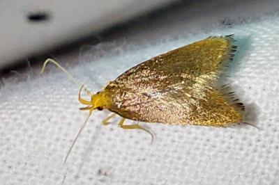<i>Eurodachtha pallicornella</i>
