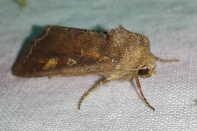 Noctuelle des Potagers 