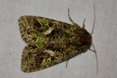 Noctuelle de l'Arroche 