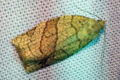 <i>Pandemis cerasana</i>