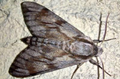 <i>Hyloicus pinastri</i>