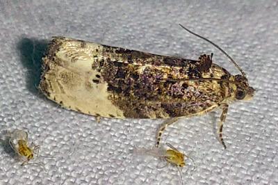 <i>Hedya nubiferana</i>